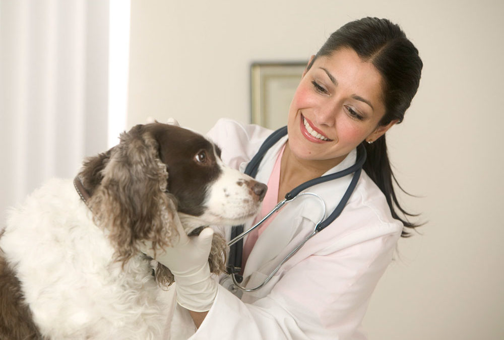 medico-veterinario-medicina-veterinaria-1000x675
