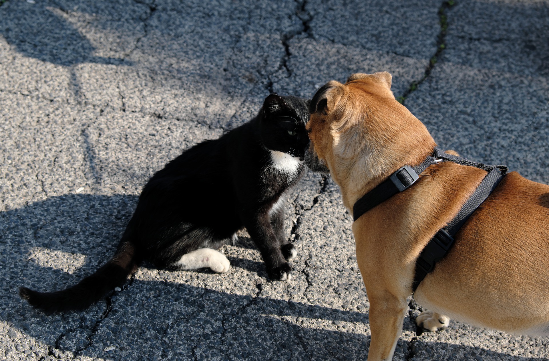 Você sabia que cachorros podem detectar doenças e gatos podem ajudar a tratar asma? Vem saber mais sobre essas e outras vantagens de se ter um animal de estimação!