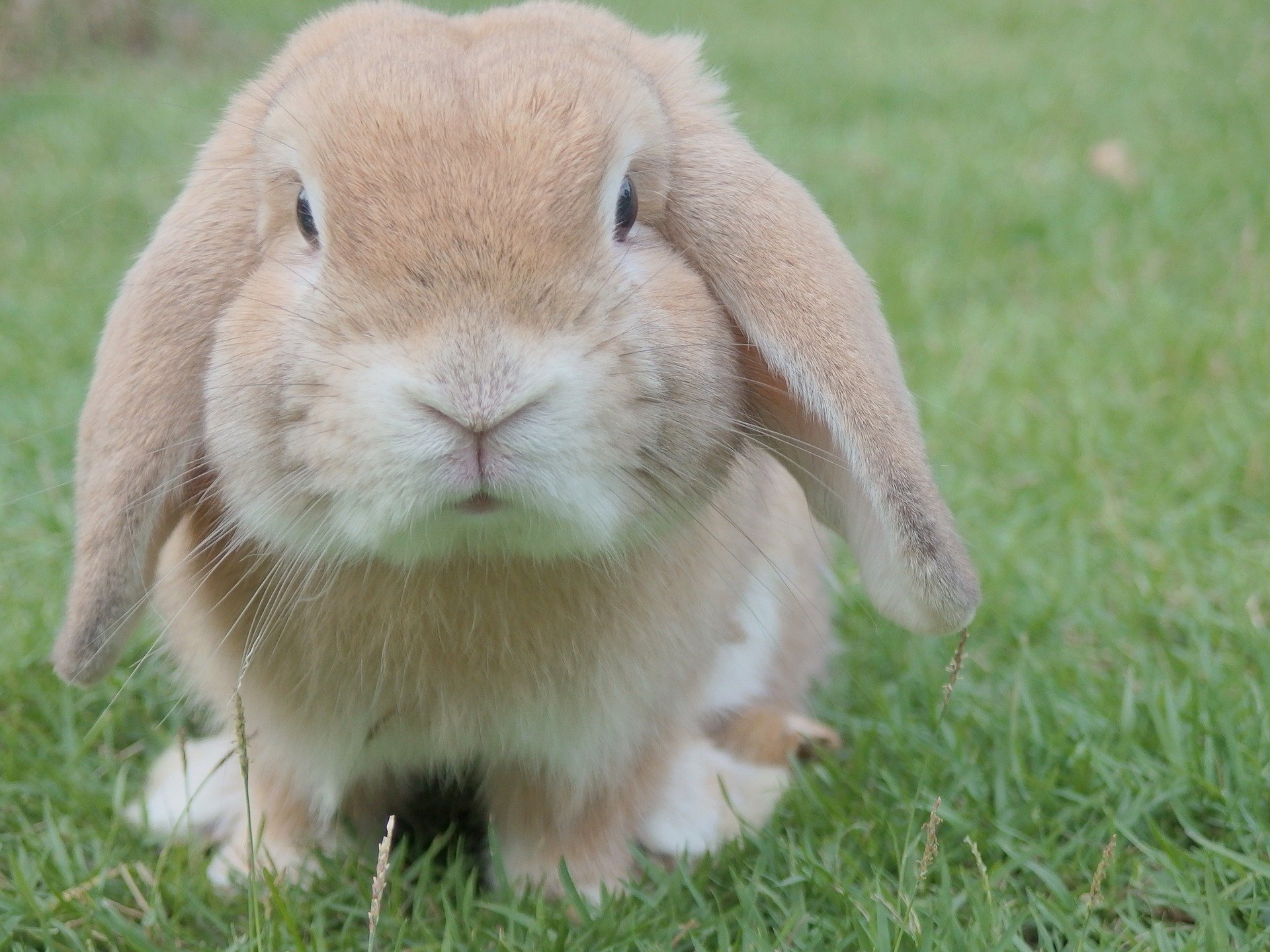 Você sabia que os coelhos são uma ótima saída para zootecnistas empreenderem?  Vem conhecer mais!