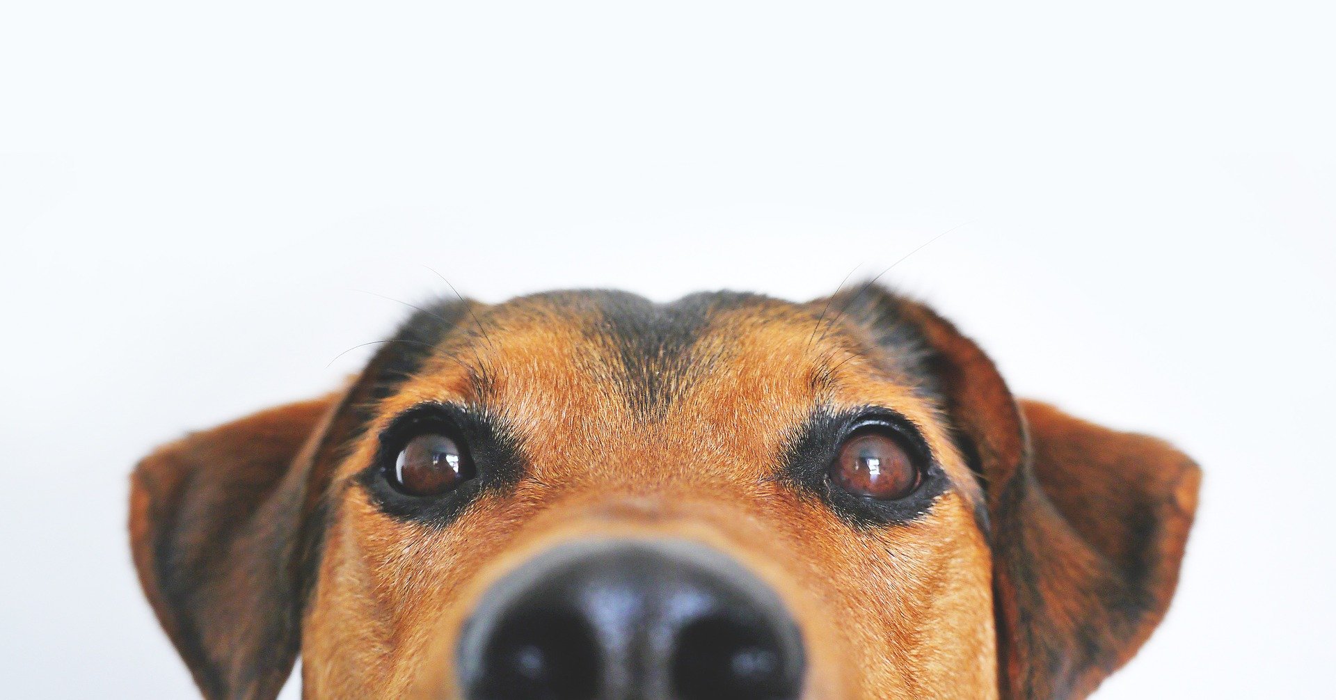Você sabe o que é Dermatite Atópica Canina?