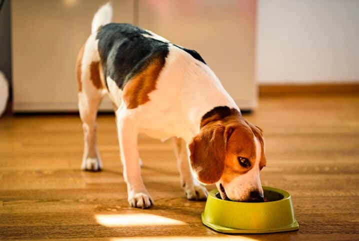 Cachorro pode comer comida caseira?