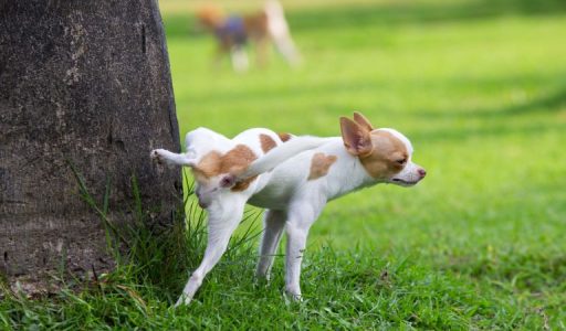 9751-cachorro-xixi-pode-revelar-algumas-info-articles_media_mobile-2