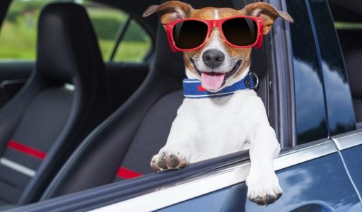 dog leaning out the car window making a cool gesture wearing red sunglasses