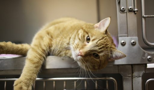 cat-g85292eb49_1920