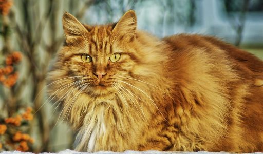 cat-gcd8b18064_1920