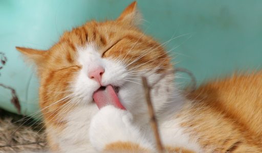 cat-gde0dfd7ca_1920