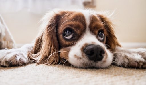cocker-spaniel-2785074_1920