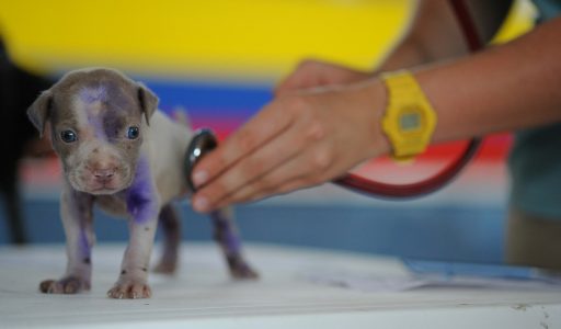 dog-g4bab6b947_1920