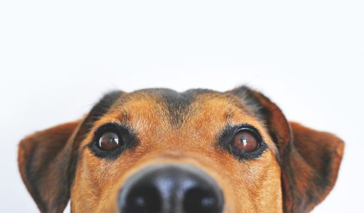 dog-g575a7de84_1920