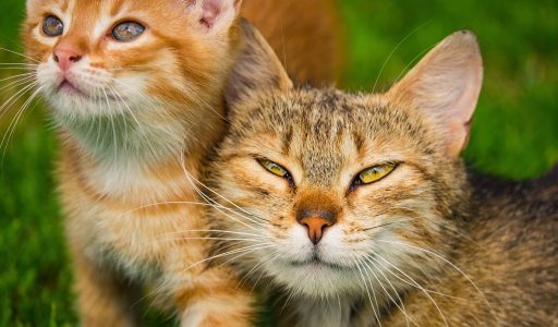 kitten-6479019_1920