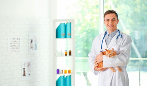 mercado-trabalho-medico-veterinario