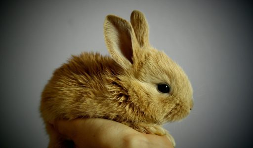 rabbit-g4a8a97cc4_1920
