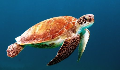 turtle-863336_1280